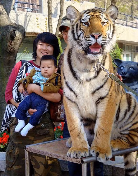 Tự sướng với hổ.