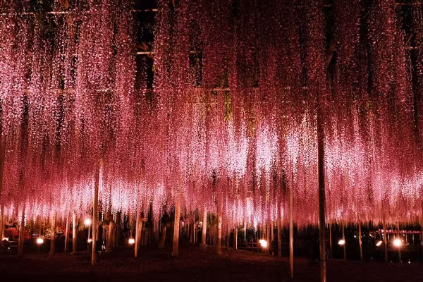 Ở Nhật Bản, ngoài vườn hoa Ashikaga, thì vườn hoa Kawwachi cũng là thiên đường của hoa tử đằng.