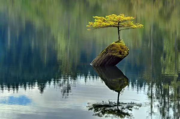 Bức ảnh về sự sống nảy sinh từ cái chết. Dù còn một chút hi vọng, cây cũng vươn lên bám trụ để xanh tươi.
