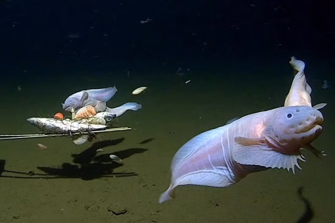 Ghi hình được một con cá đang bơi ở độ sâu lớn nhất thế giới ảnh 1