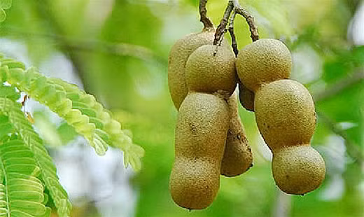 Trái me. Không chỉ là món ăn vặt có vị chua chua, ngọt ngọt. Trái me cũng rất giàu vitamin B1, vitamin B3, magiê, chất xơ, kali, sắt, phốt pho. Cứ mỗi 100 g me chứa khoảng 74 mg canxi.
