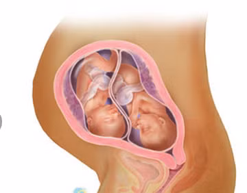24 tuần tuổi: Hai lông mày em bé bắt đầu dài ra, nụ răng rụng và răng vĩnh viễn bắt đầu hình thành. Bất kể khi sinh ra bé có màu da gì thì lúc này trông chúng cũng đều màu đỏ và nhăn nheo.