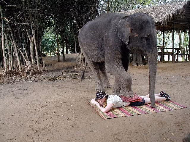 Massage voi đã và đang trở thành một yếu tố độc đáo của nền du lịch Thái Lan.