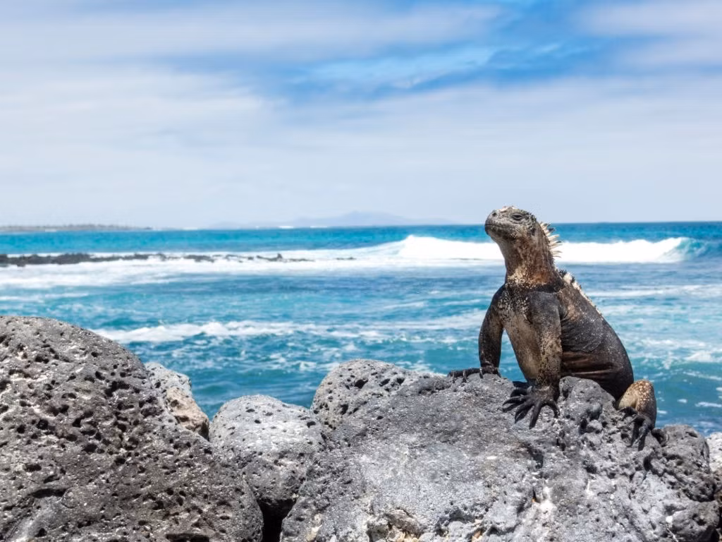Điểm đến thứ 2 được nhắc đến là quần đảo Galapagos (nam Thái Bình Dương). Quần đảo tách biêt này từng là nguồn cảm hứng cho thuyết tiến hóa của Darwin. Galapagos mang danh hiệu quần đảo đẹp bậc nhất hành tinh nhờ sở hữu hệ sinh thái đa dạng, Đảo Galapagos được ví như phòng thí nghiệm ngoài đời thực với đủ các loài sinh vật biển kỳ lạ, quý hiếm. Đảo Galapagos nằm tách biệt với đất liền và nơi sinh sống của nhiều loài thực vật và động vật quý hiếm trên thế giới, trong đó có loài rùa Galapagos khổng lồ, cự đà hồng (được xếp vào nhóm loài nguy cấp), cự đà vàng...