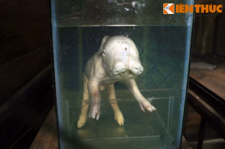 Lợn 2 mắt, 3 mồm, Đức Trọng, Lâm Đồng.
