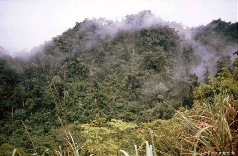 Những cánh rừng nguyên sinh bên con đường từ Cao Bằng đến Lạng Sơn. Ảnh: Hans-Peter Grumpe.