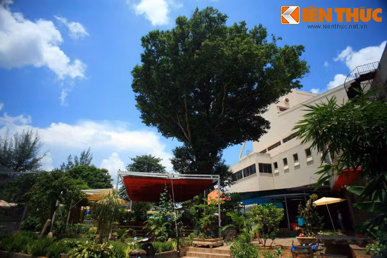 Được coi là biểu tượng của Tây Nguyên, nhưng những cây Kơ nia cổ thụ ở vùng đất này chỉ còn lại rất ít do bị người dân di cư chặt phá. Tại TP Buôn Ma Thuột, nơi được coi là thủ phủ của Tây Nguyên chỉ còn sót lại một cây ở phía sau Nhà Văn hóa Trung tâm. Đây là cây Kơ nia được biết đến nhiều nhất ở Tây Nguyên hiện nay.