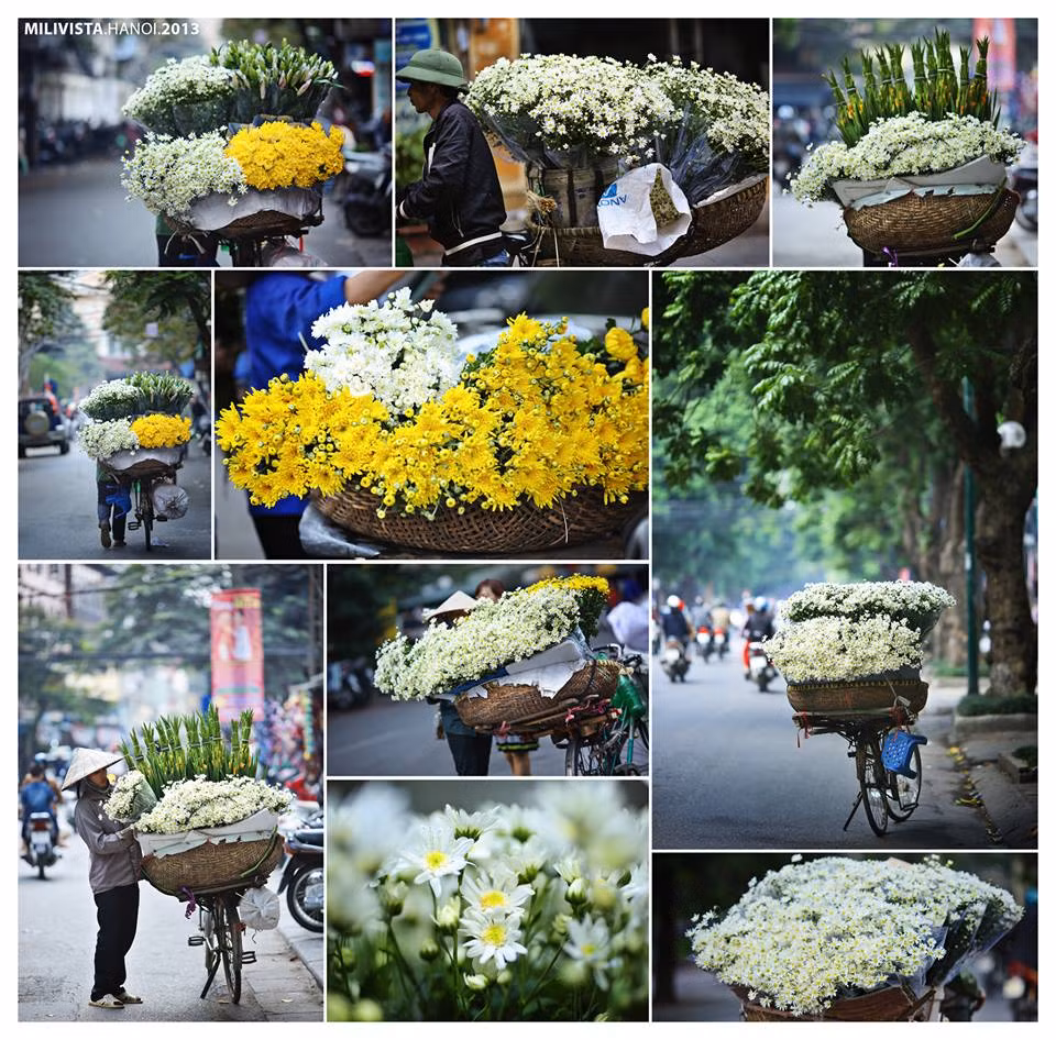 Hình ảnh cúc họa mi cũng xuất hiện tràn ngập trên mạng xã hội. Chụp ảnh hoa cúc cũng trở thành một phong trào được nhiều bạn trẻ yêu thích trong suốt một vài tuần qua. Ảnh: Milivista Hanoi.