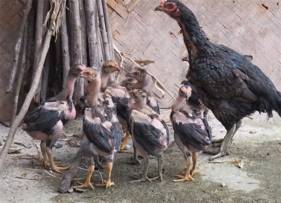 Cặp thần kê khiến đại gia Hưng Yên đổi ô tô mua về - Hình 5 Cap than ke khien dai gia Hung Yen doi o to mua ve-Hinh-5