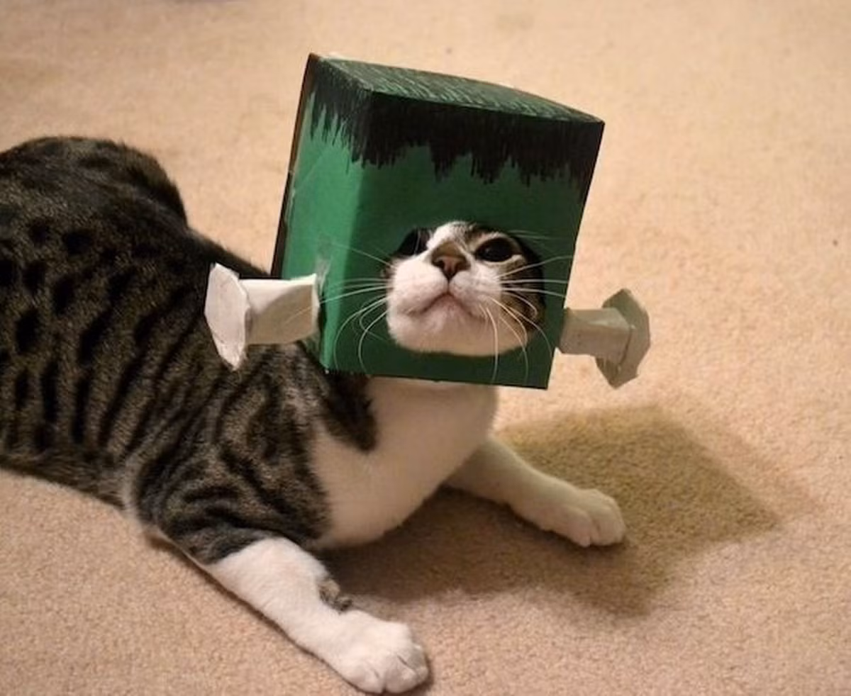 Con mèo với trang phục Halloween kỳ quái, đinh đâm xuyên đầu.