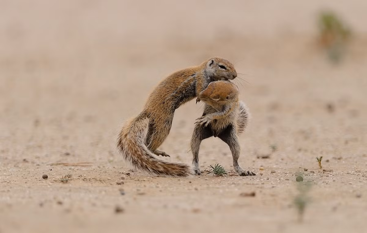 Những hình ảnh đáng kinh ngạc cho thấy thời điểm hai con sóc quyết định tung đòn “kungfu” ngoạn mục trong sa mạc.