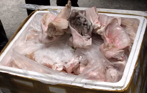 Tai lợn thối bị tổ công tác liên ngành phát hiện.