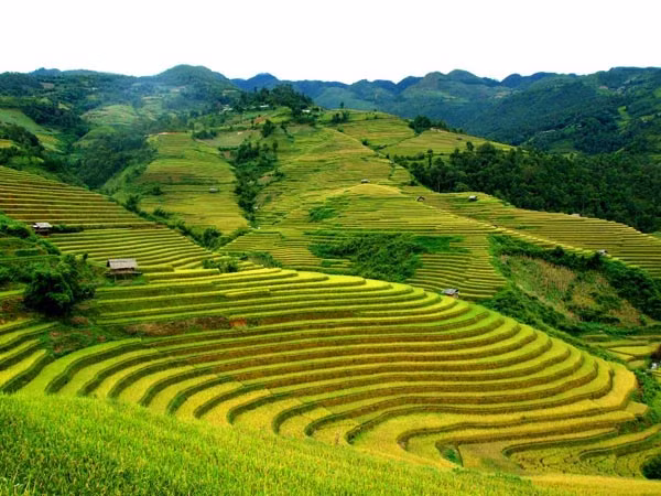4. Cao nguyên Sín Chải. Cao nguyên nhỏ nhắn này nằm ở huyện Tủa Chùa, tỉnh Điện Biên, có độ cao trung bình 1.500 mét so với mặt nước biển.