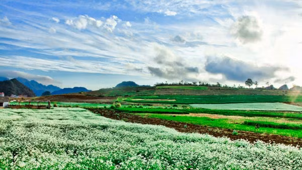 Ở vị trí không quá xa Hà Nội (cách 200 km), nơi đây là điểm phượt ưa thích của giới trẻ vì có thể đi, về trong 2 ngày cuối tuần. Du khách tới Mộc Châu không chỉ được chiêm ngưỡng vẻ đẹp thiên nhiên trùng điệp, hoa nở bốn mùa mà còn được thưởng thức các đặc sản của người dân tộc miền núi như bê chao, cá suối, cải mèo ngon khó cưỡng.