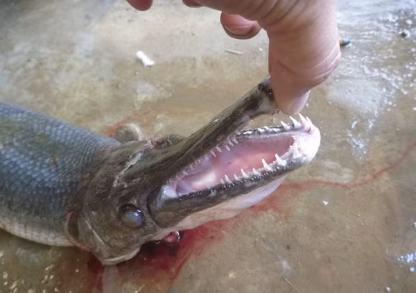 Con cá lạ do anh Nguyễn Văn Sang câu được ở đìa nước gần nhà. Con cá lạ do anh Nguyễn Văn Sang câu được ở đìa nước gần nhà.