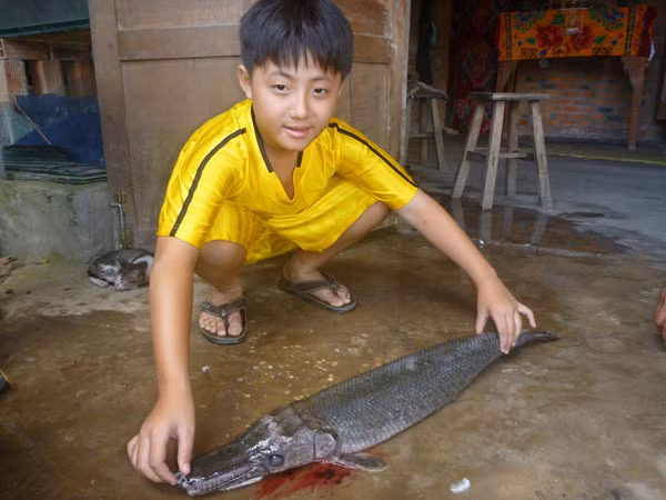 Đầu cá giống cá sấu, thân giống cá lóc, vảy giống vảy rắn.