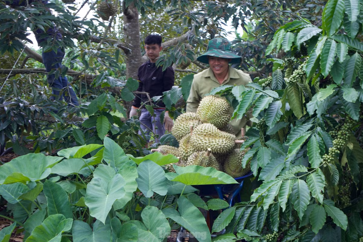 Việc vận chuyển sầu riêng bằng xe rùa từ vườn ra bãi tập kết gặp nhiều khó khăn.
