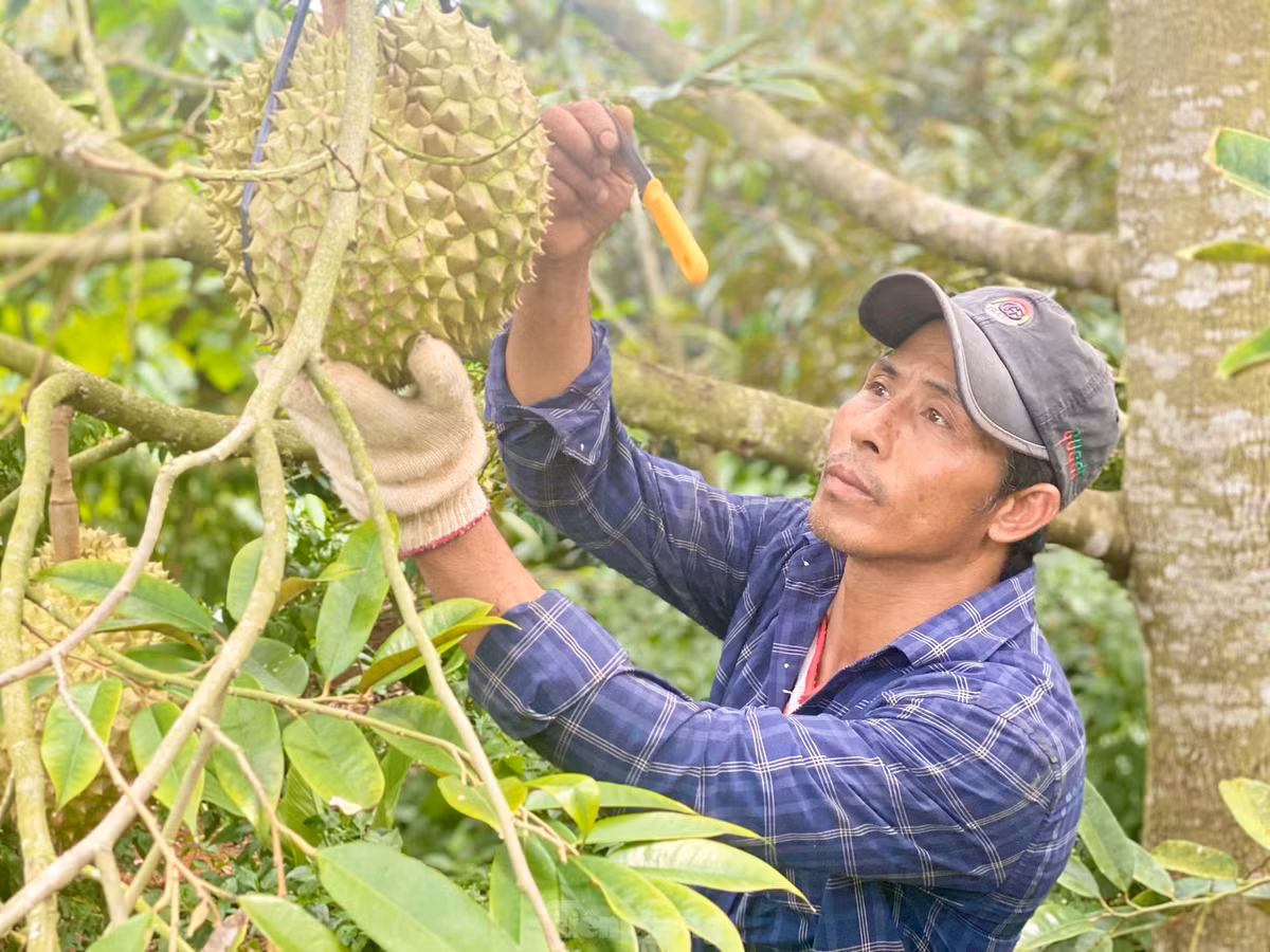 Theo ông Nam, sầu riêng chỉ cần ngửi mùi thấy thơm là biết trái đã chín nhưng cái tài của người hái là phải biết thẩm định quả từ lúc chưa ngửi thấy mùi thơm. Gõ dao lên trái nghe “bộp bộp” như trống tức là trái đã bắt đầu chín, phải hái để tiêu thụ ở thị trường gần nhằm bảo đảm chất lượng khi đến tay người tiêu dùng; khi gõ nghe chát, đanh cứng “coong coong”, “boong boong” nghĩa là trái sầu riêng chưa chín, thợ hái phải hiểu được trái già đủ độ để cắt hay chưa.