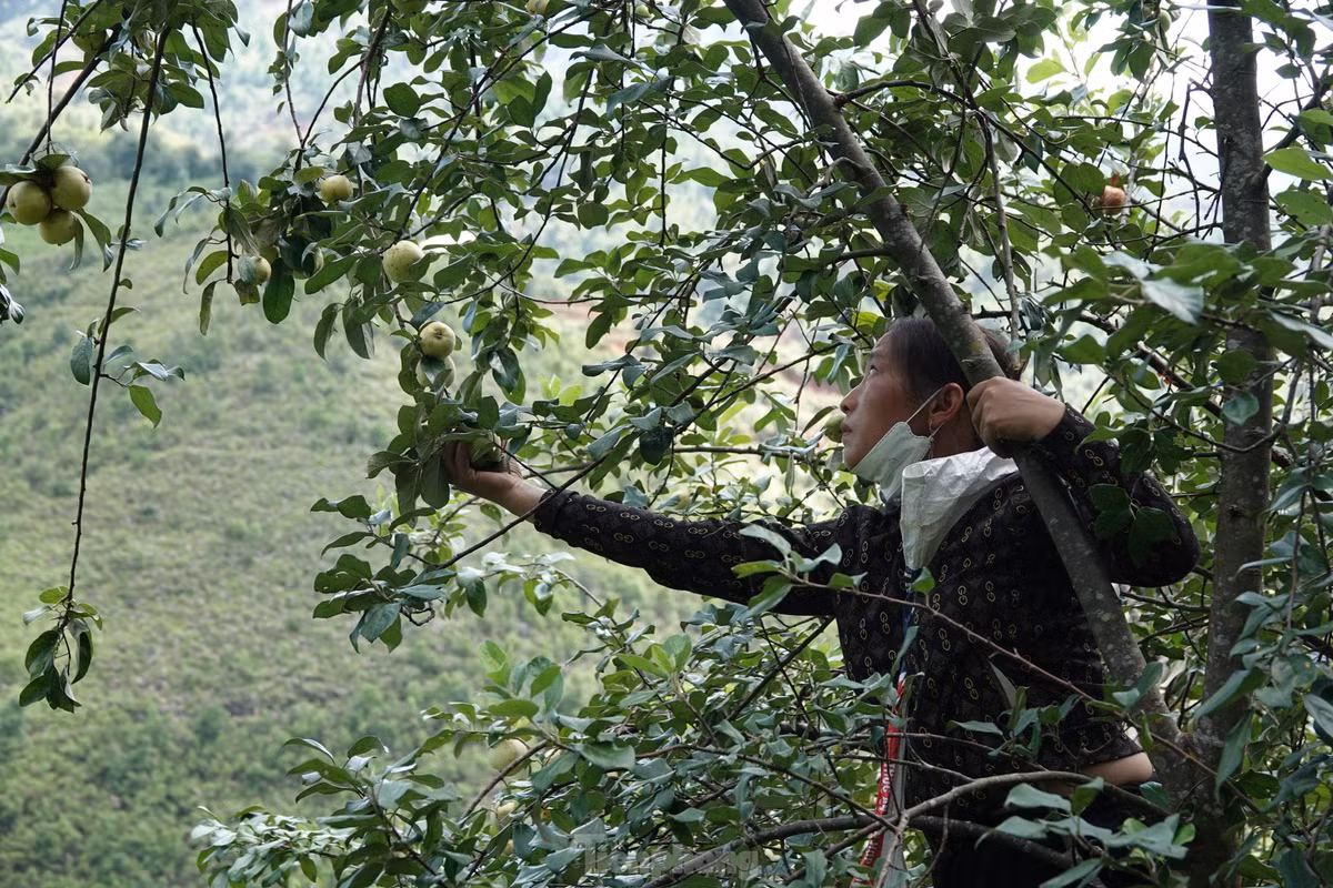 Len vung cao Mu Cang Chai hai tao Meo cung dong bao Mong-Hinh-7