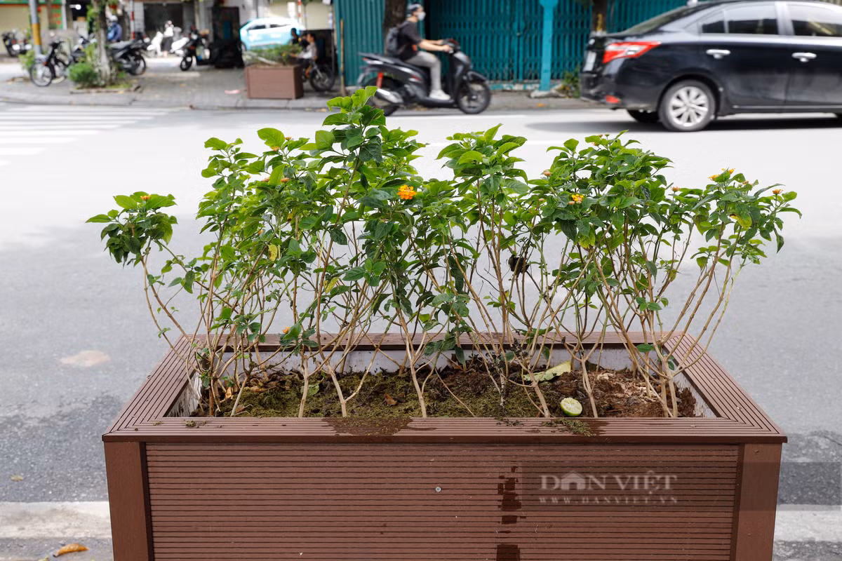 Bồn cây trên phố Nguyễn Thái Học cũng được bọc ốp để tăng tính thẩm mỹ cho tuyến phố.