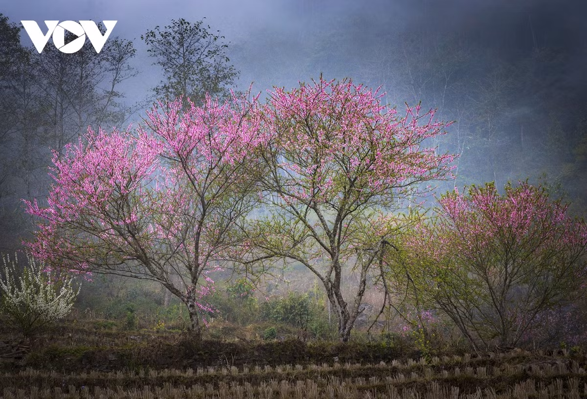 Những năm gần đây, hàng nghìn cây đào rừng được trồng quanh các ngôi nhà ở Y Tý, A Lù, A Mú Sung (Bát Xát, Lào Cai) theo chương trình phục tráng giống đào vùng cao. Sắc hồng của hoa đào Y Tý đang phủ khắp các ngôi nhà, trường học, triền đồi,… khiến du khách mải mê ngắm nhìn, chụp ảnh hoài không chán.