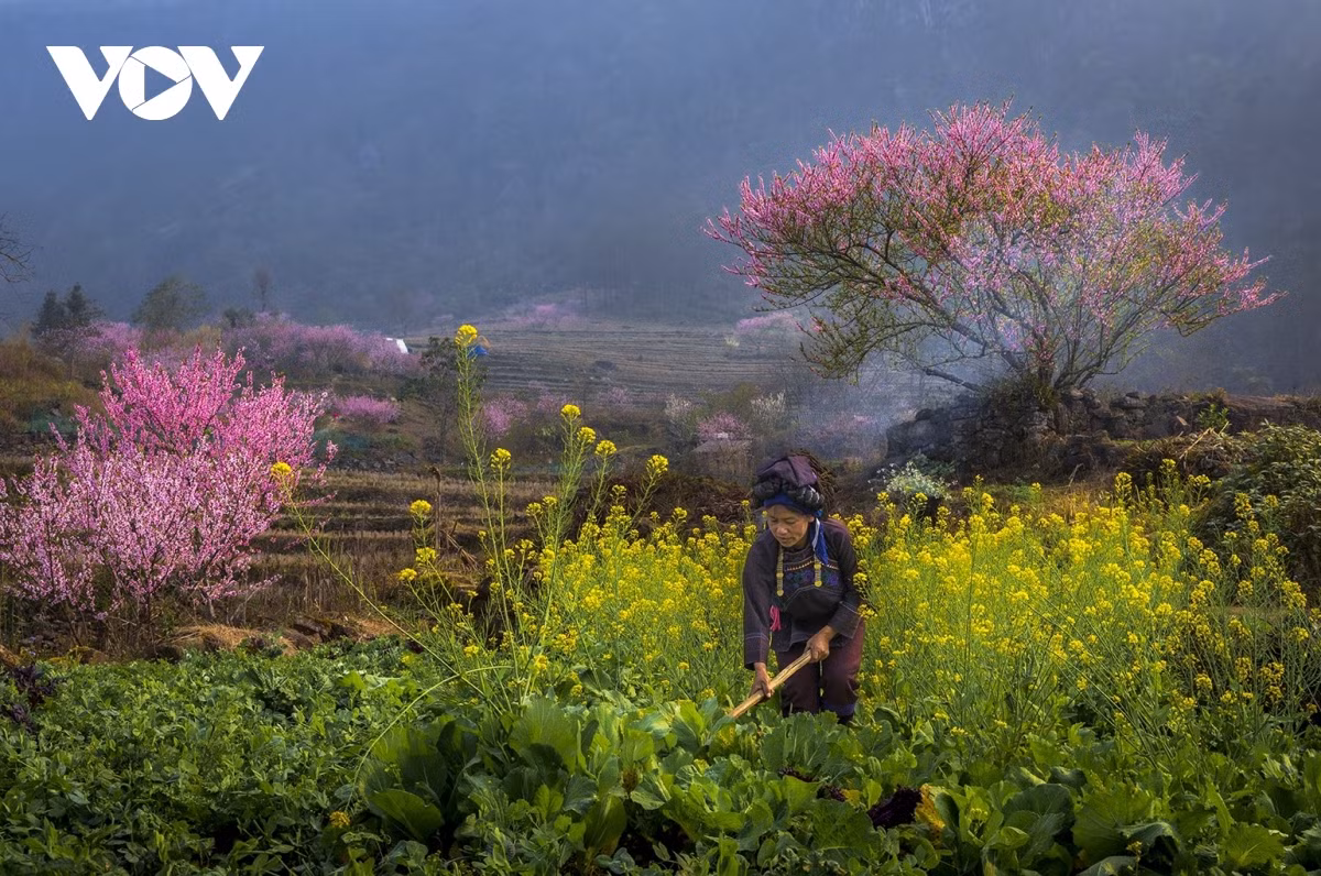 Nằm ở độ cao trên 2000m so với mực nước biển, Y Tý là một xã vùng cao của xã 135, huyện Bát Xát, tỉnh Lao Cai. Y Tý có khí hậu mát mẻ quanh năm, nhưng lại đặc biệt khắc nghiệt vào mùa đông. Nhiệt độ nơi đây có khi xuống dưới 0 độ C. Được các bạn trẻ lựa chọn là địa điểm săn tuyết, săn mây độc đáo và ngắm những vườn đào nở rộ rực rỡ khi mùa đông đã đi qua.