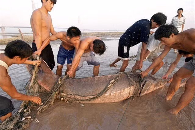 Con cá to nhất trong "thiên đường cá" của Trung Quốc lớn cỡ nào? ảnh 2