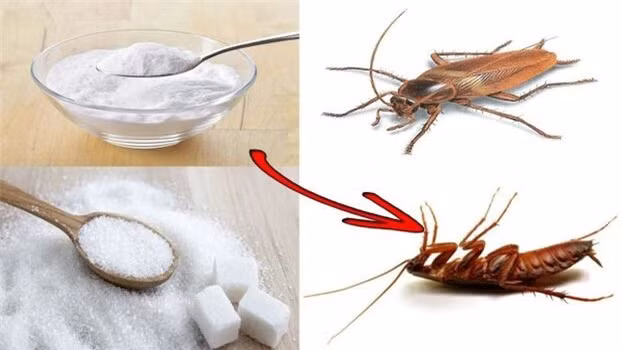 Nhà nào nhiều gián cực khó chịu, hãy lấy cơm nguội trộn với thứ này ảnh 2