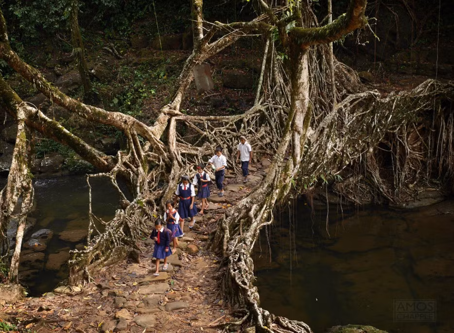 Cầu rễ cây thuộc bang Meghalaya, Ấn Độ có tuổi thọ lên đến hơn 500 tuổi.