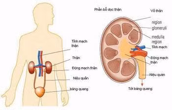 Thận là bộ phận của hệ tiết niệu, đóng vai trò là bộ lọc máu tự nhiên trong cơ thể, và các chất thải được dẫn đến bàng quang để thải ra ngoài.
