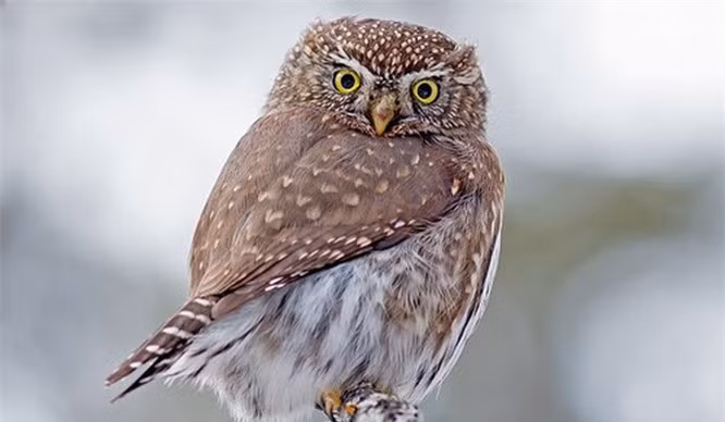 8.Cú Northern Pygmy. Cú Northern Pygmy có kích thước nhỏ nhất trong các giống loài. Tuy hình dáng nhỏ bé nhưng chúng thường chỉ săn những con mồi có cùng kích thước hoặc lớn hơn mình. Loài vật này sống ở phía Tây Bắc nước Mỹ. Chúng thường có màu nâu, nâu nhạt hoặc xám.