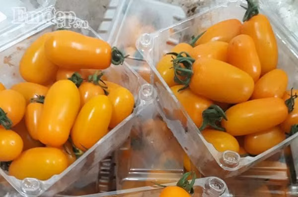 Cà chua trái cây giá 100,000 đồng/kg đang rất được ưa chuộng. Cà chua trái cây đủ vị giá 100.000 đồng/kg hấp dẫn chị em