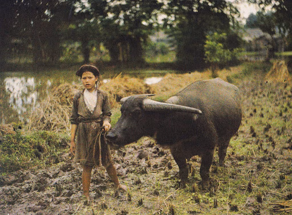 Cô bé chăn trâu, năm 1915. Ảnh: Léon Busy.