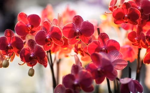 Đúng sáng mùng 1 âm, đặt 5 loại hoa này lên bàn thờ để cả tháng may mắn ảnh 9 Đúng sáng mùng 1 âm, đặt 5 loại hoa này lên bàn thờ để cả tháng may mắn ảnh 9
