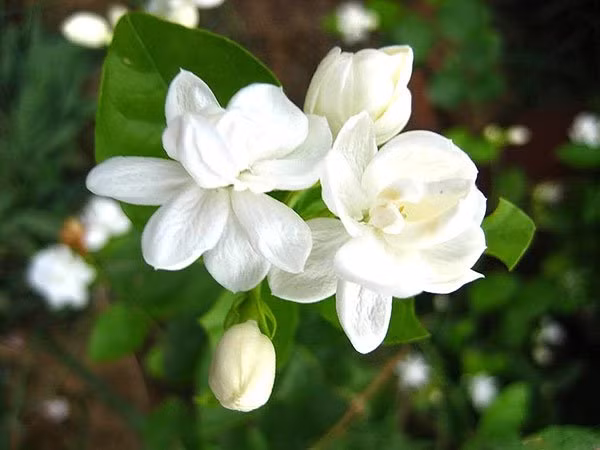 Đúng sáng mùng 1 âm, đặt 5 loại hoa này lên bàn thờ để cả tháng may mắn ảnh 6 Đúng sáng mùng 1 âm, đặt 5 loại hoa này lên bàn thờ để cả tháng may mắn ảnh 6