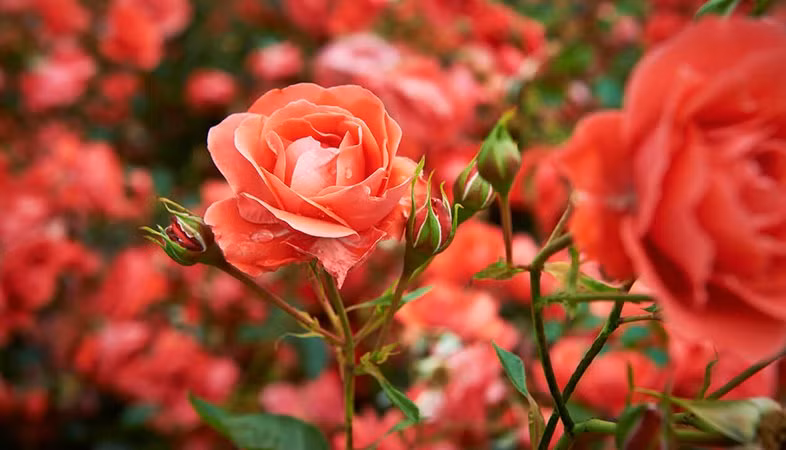 Đúng sáng mùng 1 âm, đặt 5 loại hoa này lên bàn thờ để cả tháng may mắn ảnh 2 Đúng sáng mùng 1 âm, đặt 5 loại hoa này lên bàn thờ để cả tháng may mắn ảnh 2
