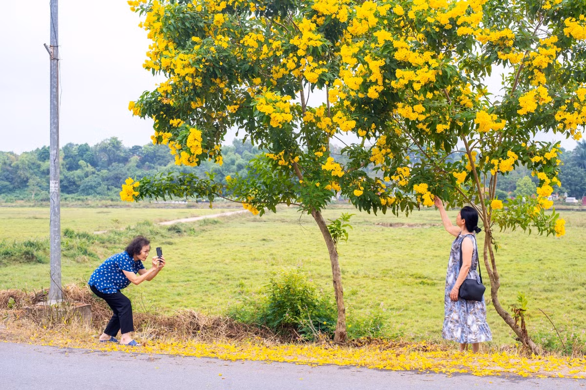 Con duong no hoa chuong vang Ha Noi gay 'bao mang'-Hinh-2