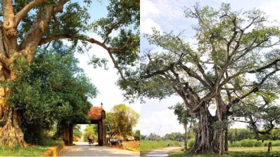  Cây cổ thụ đầu làng: Người xưa khi lập làng thường trồng cây to đầu làng, vừa để đánh dấu làng, vừa lấy bóng mát. Cây cổ thụ chứng kiến lịch sử sự kiện của làng, chào đón người đi người về.