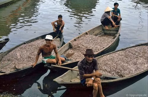 Những chiếc thuyền đầy ắp cá cơm chờ thương lái đến thu gom.