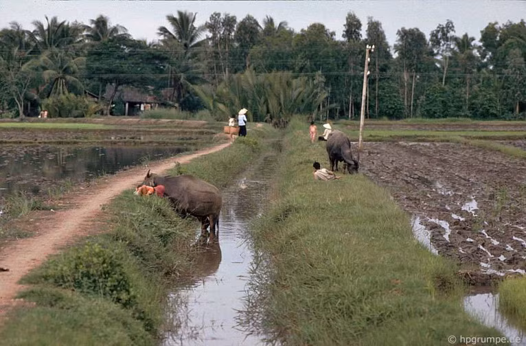Đồng lúa, kênh rạch và những hàng dừa nước là khung cảnh quen thuộc ở đồng bằng sông Cửu Long.