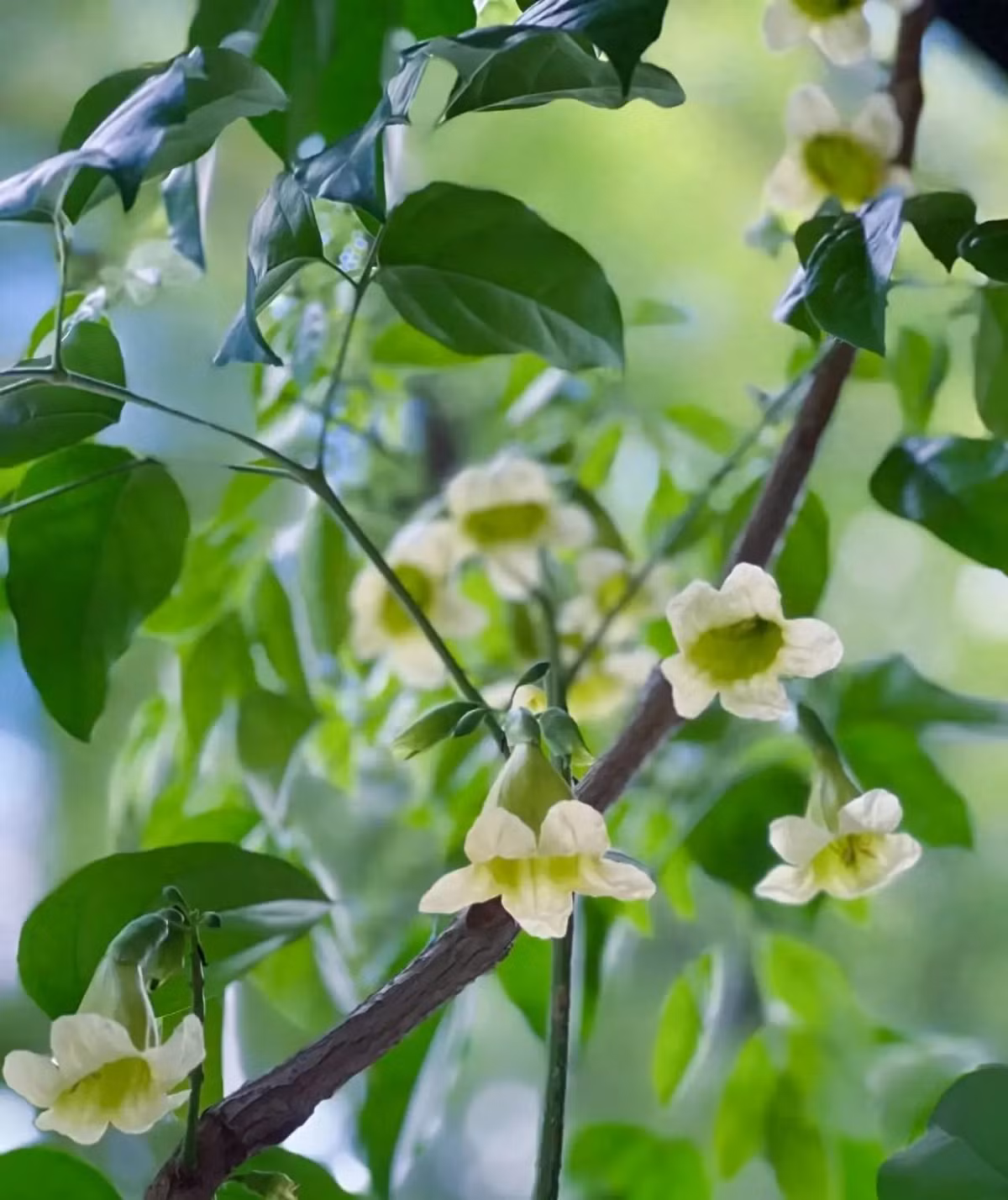  3. Người xưa nói: Hạnh phúc nở hoa, gia đình hòa thuận. Nhiều người trồng một chậu cây hạnh phúc trong phòng khách vì lá của cây hạnh phúc rậm rạp, xanh bóng, cành cao nên trông rất bắt mắt. 
