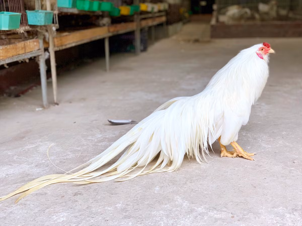 Giống gà tre Tân Châu nổi bật với bộ lông sặc sỡ tới hơn 20 màu lông khác nhau, đặc biệt là bộ lông đuôi phụng vĩ dài thướt tha, được giới sinh vật cảnh đánh giá rất cao.