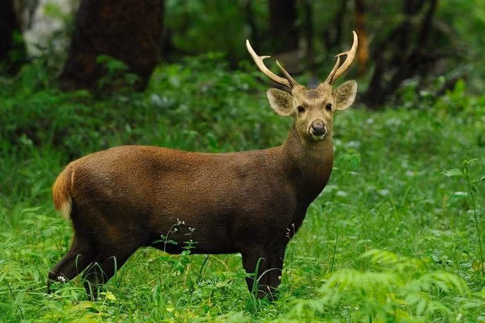 Hươu vàng (Axis porcinus) dài 61 - 70cm, cư trú trong các khu rừng ở từ Nam Á đến Đông Nam Á. Loài này có tập tính chạy chúi đầu giống lợn rừng và thường chui qua bên dưới các chướng ngại vật chứ không nhảy qua.