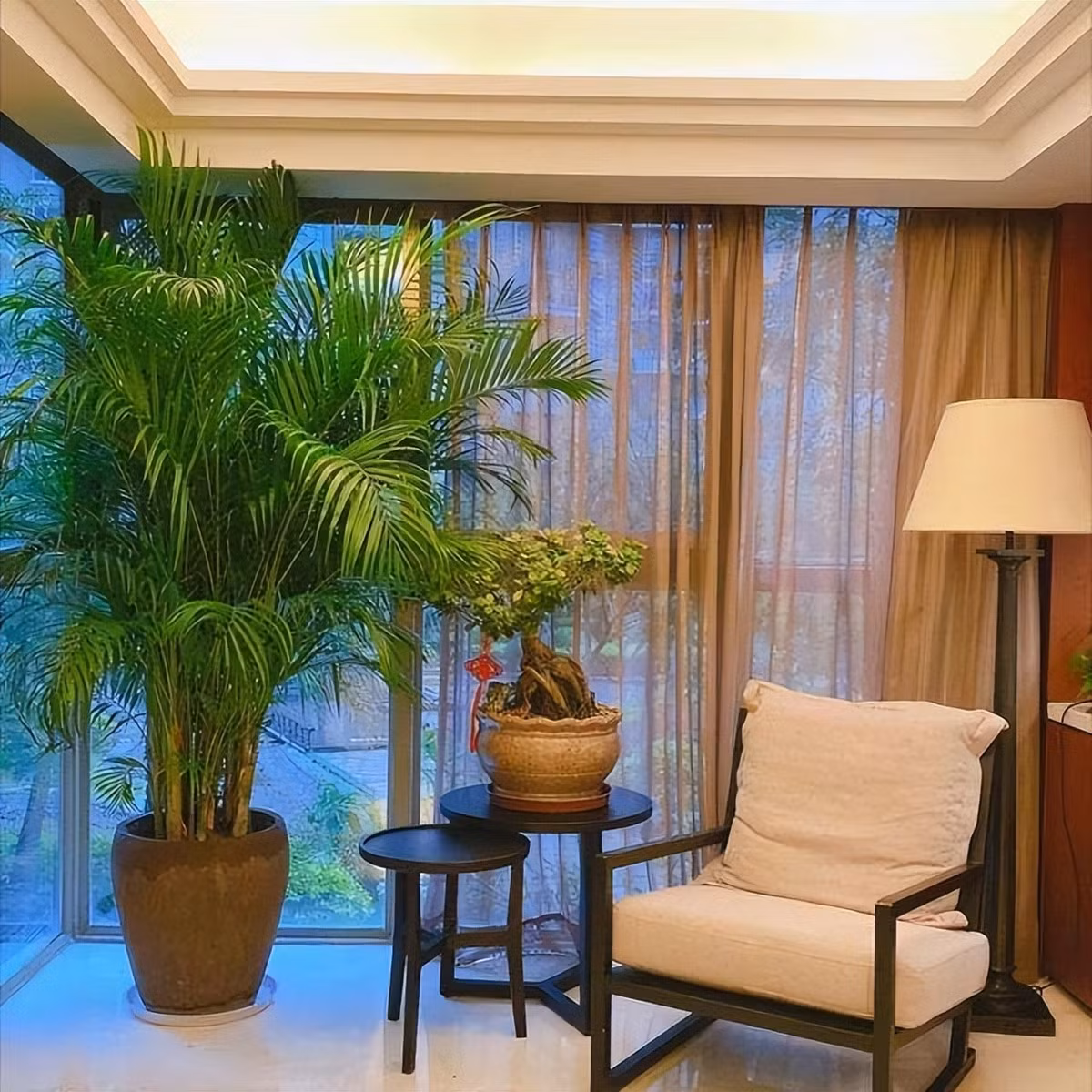  Trong phong thủy, cây cảnh này được coi là một loại cây có thể thúc đẩy sự phát triển học tập và sự nghiệp, đồng thời có thể gia tăng vận may cá nhân và sự nghiệp.