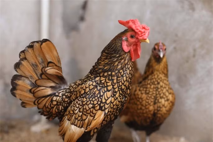 Gà vảy cá: Gà vảy cá hay còn gọi là gà lai cá, tên quốc tế là gà Sebright, trở thành vật nuôi độc lạ dành cho những người mê sinh vật cảnh Việt Nam. Đây là một giống gà có nguồn gốc từ nước Anh. Giống gà này được nhiều người ưa thích bởi bộ lông nổi bật với những lớp lông xếp tầng lên nhau như những lớp vảy cá. Chúng được giới chơi sinh vật cảnh phong tặng danh hiệu Mỹ kê vảy cá.