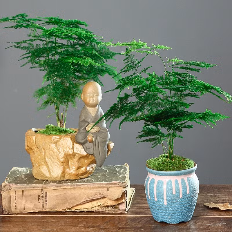  Người xưa cho rằng, cây cảnh này đặt ở cửa ra vào và trong phòng khách biểu thị sự thân thiện của chủ nhà, hàm ý khách đến như mây và tình bạn lâu dài, có lợi cho sự nổi tiếng của chủ nhà. Có thể nói, việc đặt cây cảnh này ở cửa và trong phòng khách thể hiện mong muốn kết bạn của gia chủ.