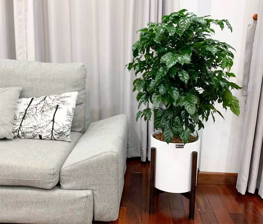  Để trồng cây hạnh phúc tại nhà, bạn có thể sử dụng chậu hoa nhỏ và sâu hơn một chút. Vì bộ rễ của cây hạnh phúc tương đối sâu nên sử dụng chậu hoa quá nông sẽ khiến cây phát triển không ổn định và không có lợi cho việc ra rễ.