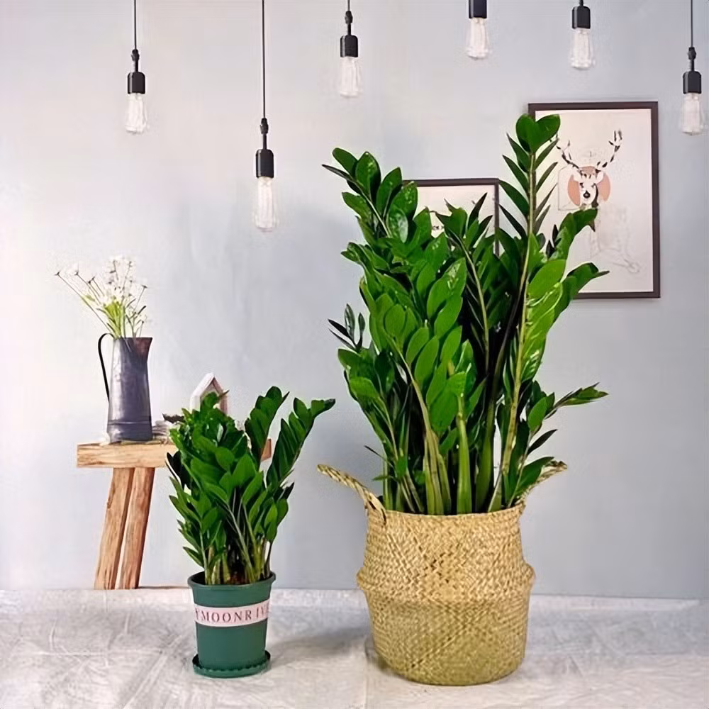  Cây cảnh kim tiền: Vì lá cây kim tiền có hình dạng giống như những đồng xu, xâu lại thành chuỗi nên người xưa cho rằng cây cảnh có nghĩa tiền sẽ lăn vào, thu hút của cải, tài lộc. 