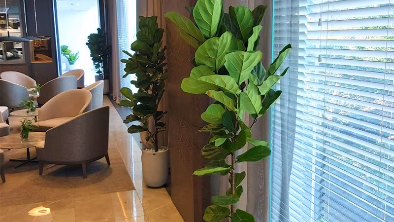  Cây sợ lạnh nên vào mùa thu đông cần chuyển ra phòng sưởi ấm để giữ ẩm cho lá tránh bị khô, cháy mép, rụng lá. Ngoài ra còn có các cây cảnh khác như sống đời, đa búp đỏ, dứa cảnh nến, hạnh phúc, kim ngân.... đều là nhưng cây cảnh có ý nghĩa tốt lành bạn nên trồng. 