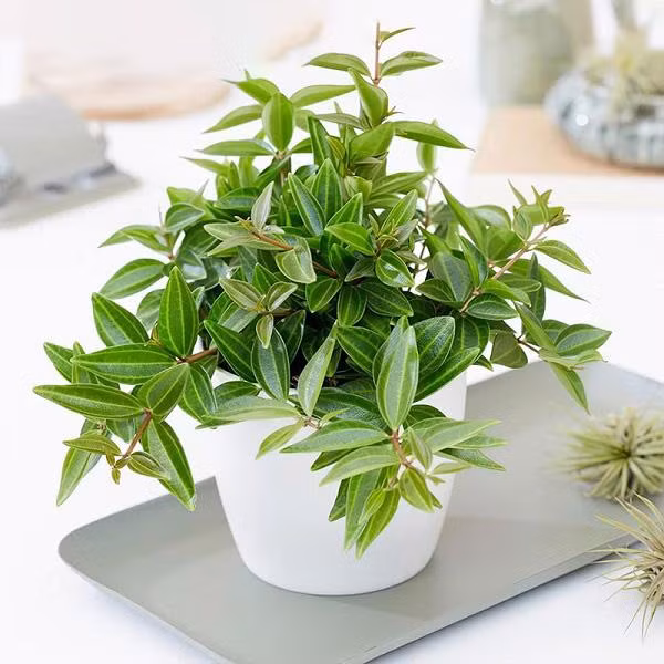  Nghe tên đã biết cây cảnh này mang ý nghĩa gì, cụ thể cây tượng trưng cho sự bình yên, sức khỏe và hạnh phúc, đặt trong nhà sẽ mang lại cho con người cảm giác an toàn.